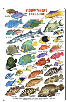 Atlantic Ocean Fish Chart