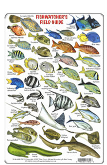 Honduras ID Card Travel 6x9 NEW B206 Belize Guide to Reef Fish Cozumel 