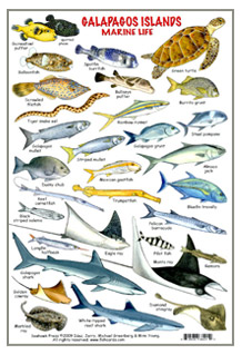 Florida Gulf Fish Chart