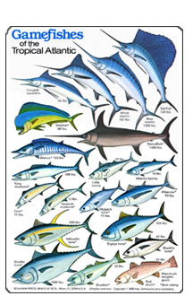  Fresh Water Game Fish of North America Educational Reference  Chart Print Poster 24x36 : Office Products