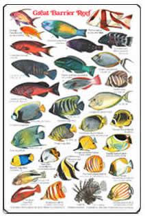 Australian Reef Fish Species Chart