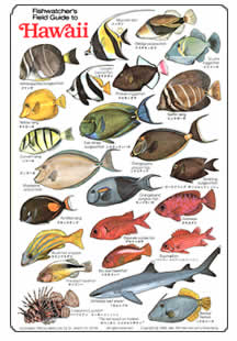 Saipan Fish Chart