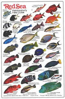 Ugyldigt ødemark bacon Fishcards.com Fishes and Invertebrates page